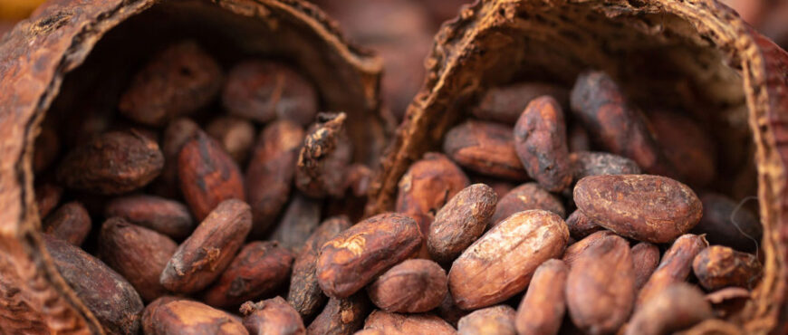 cacao-mexico-chocolate-organico-justo