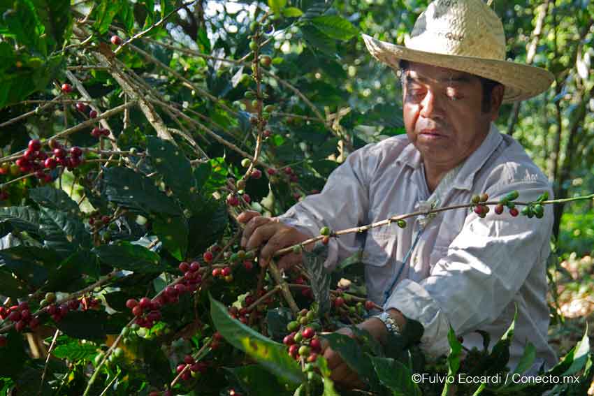 cafe-mexico-oaxaca-sustentable