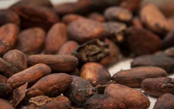 Nibs de cacao