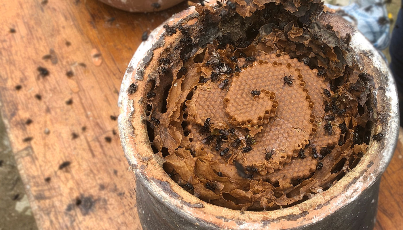 La miel medicinal producida en uno